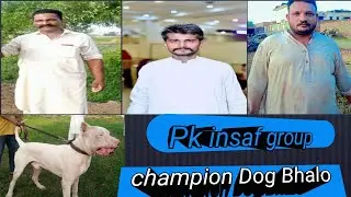 Best Dog Breeds Pakistani Bully #bestdogbreeds