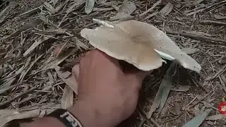 Ikut saya mencari jamur hutan