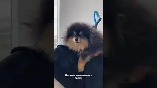 Злая собака не даёт одеться Мише 