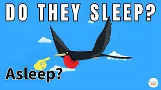 How Do Birds Sleep During Migration?