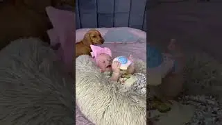 Почему собаки так не любят детей?🤯 