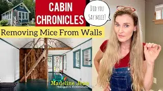 How to Remove Mice From Inside Walls | Cabin Chronicles