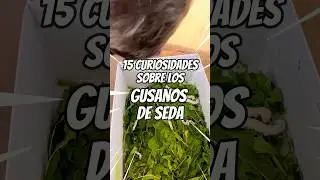 15 curiosidades sobre los gusanos de seda 🐛