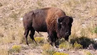 Antelope Island State Park