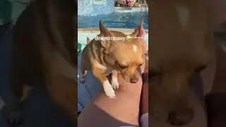 Чихуахуа #приколы #собака #приколысживотными #dog #sunny #shortsvideo #shortvideo