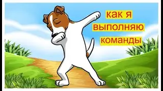 Джек рассел терьер .