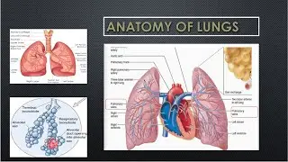Anatomy of lungs#fissures / bronchopulmonary segments / Root of lungs/blood supply/ nerve supply
