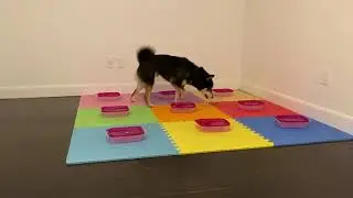Severus Snape's Trick Dog Champion Title