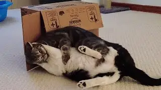 Cats Fight Over Box
