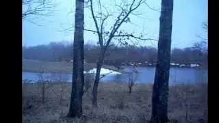 В лесу 1