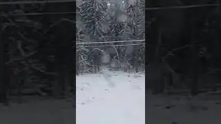 ЧП обрыв проводов между  Тросной и Ржаницей