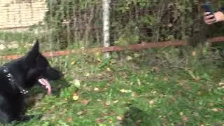 Маша и новые знакомые