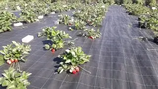21 июня - начало плодоношения клубники 2022