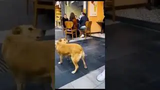 viral dog video #shorts #dog #shortvideo #vlog #viral #viralvideo #trending  #pets #petlover