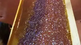 Откатка Меда ,Тест  Новой Медогонки  Лысонь .