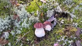 9 августа 2024 за грибами#August 9, 2024 mushroom picking#белые