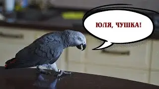 ✅ ПЕТРУНЯ ТРОЛЛИТ ЮЛЮ 🐦 ЖАКО ПЕТРУНЯ 