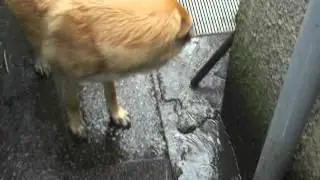 Chickens Don't like rain