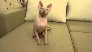 Котёнок Ягуар