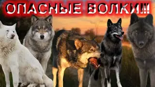 САМЫЕ ОПАСНЫЕ ВОЛКИ ТОЛЬКО У АНДРЕЯ!!!! Black Canadian Wolf 🐺