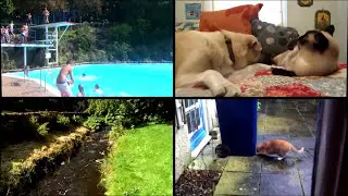 Cats Vs Water - Cats Falling In Water - Funny Cats 2017 - Funny Cat Bathing Compilation Part 3