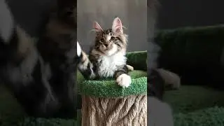 Cavaler Afonya Coon*RU , 4 months