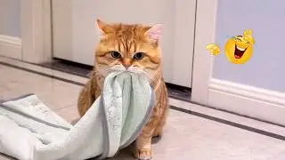 Impossible Not to Laugh 🤣😹 Funniest Cat Clips 2026
