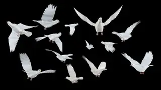 Romantic Doves - Flying Loops and Transitions