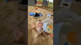 Smart monkey Harry