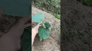 Pepino em ponto de parreira
