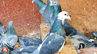 Garlic treatment for intestinal worms in chickens and pigeons
