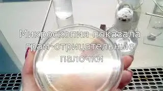 Пересев Shewanella oneidensis