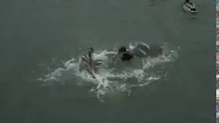River Thames Duck Fight - Oxford