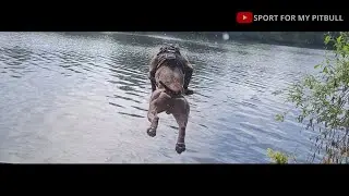 ODIN Dives from a Dock into the Water like a rocket [Dock Diving / Pitbull]