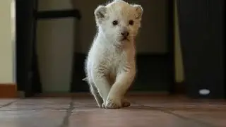 The newest member of the family is a 2-kilo cub