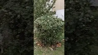 Козы на самовыгуле в Москве