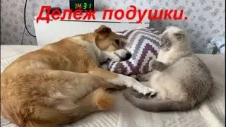 Делёж подушки