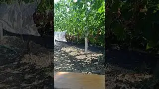 Карака блэк, сад, борьба с вредителями.