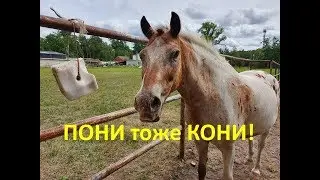 Cool Pony Farm