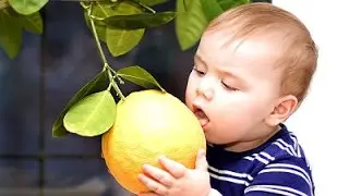 Как выращивать лимон дома (продолжение).  Созревание плодов