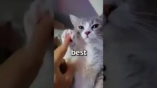 HAVE YOU EVER seen a CAT do THIS 🤣 | Wholesome Moments