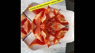 Freshly plucked organic fruit- Carica Papaya/Pawpaw 