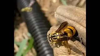 One Reason To Postpone Weeding The Garden
