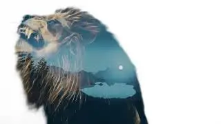 Lion Video Footage - Leo The Lion Video Footage