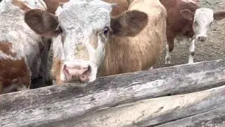 Бычки Продажа Ульяновская область