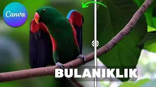 Canva Fotoğraf Arka Planı Düzenleme: Mükemmel Bulanıklaştırma Efekti Nasıl Yapılır? 