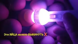 Проведем овоскопирование яиц вместе: что вышло?