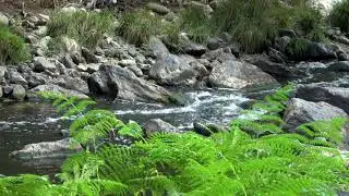 RELAXING RIVER SOUNDS, GENTLE RIVER NATURE SOUNDS, SINGING BIRDS AMBIENCE
