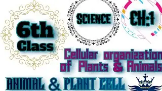 Class:6,Subject:Science, CH:1 Cellular organization of plants & Animals,Topic: Animal & plant cell
