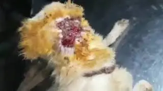 Horrifically Injured, Emaciated,& Eaten By Maggots recovery
